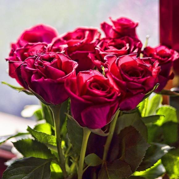 Meet your Posher, Tammy - Picture 1 of 1